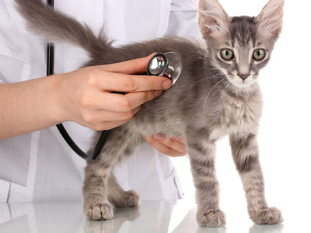 Enfermedades de los Gatos