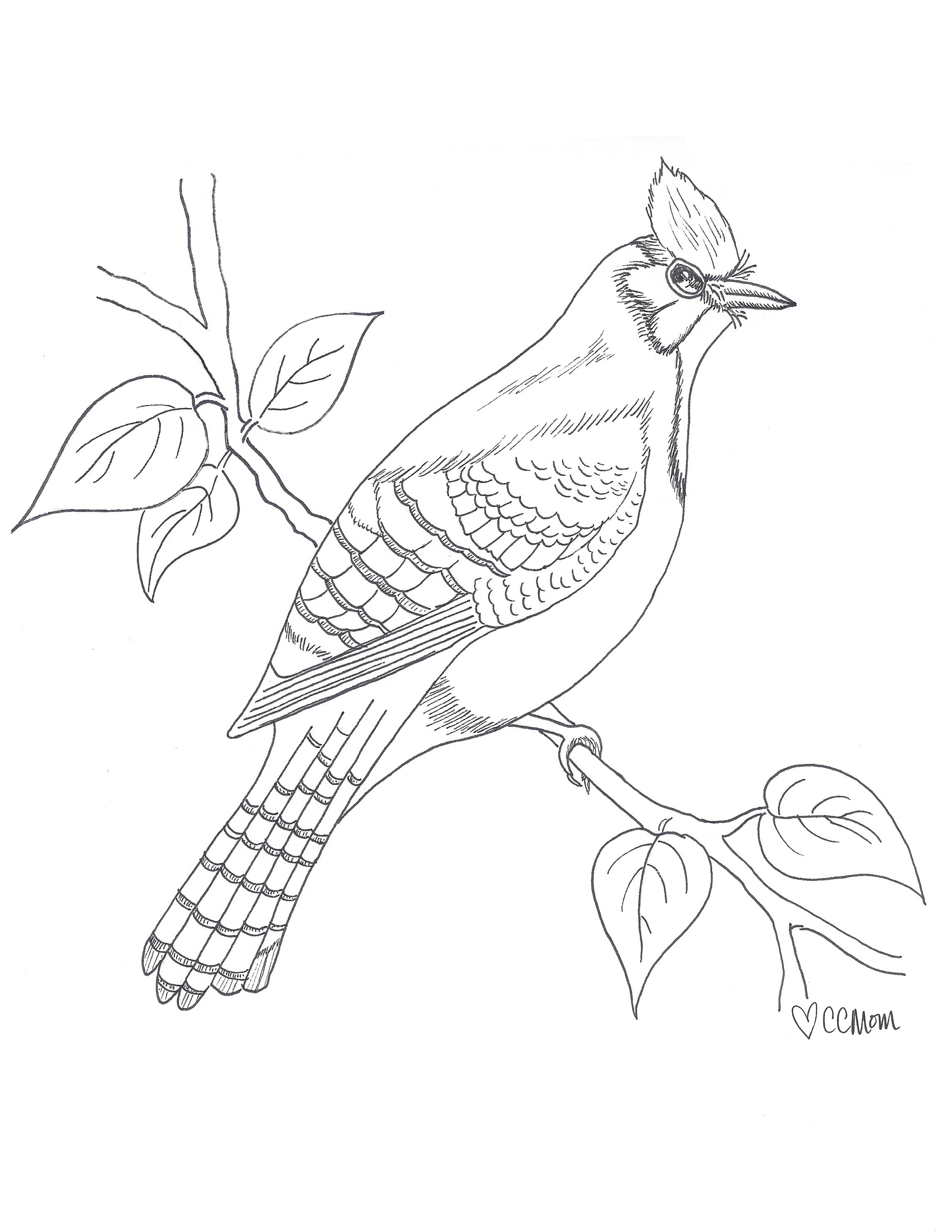 Blue Jay