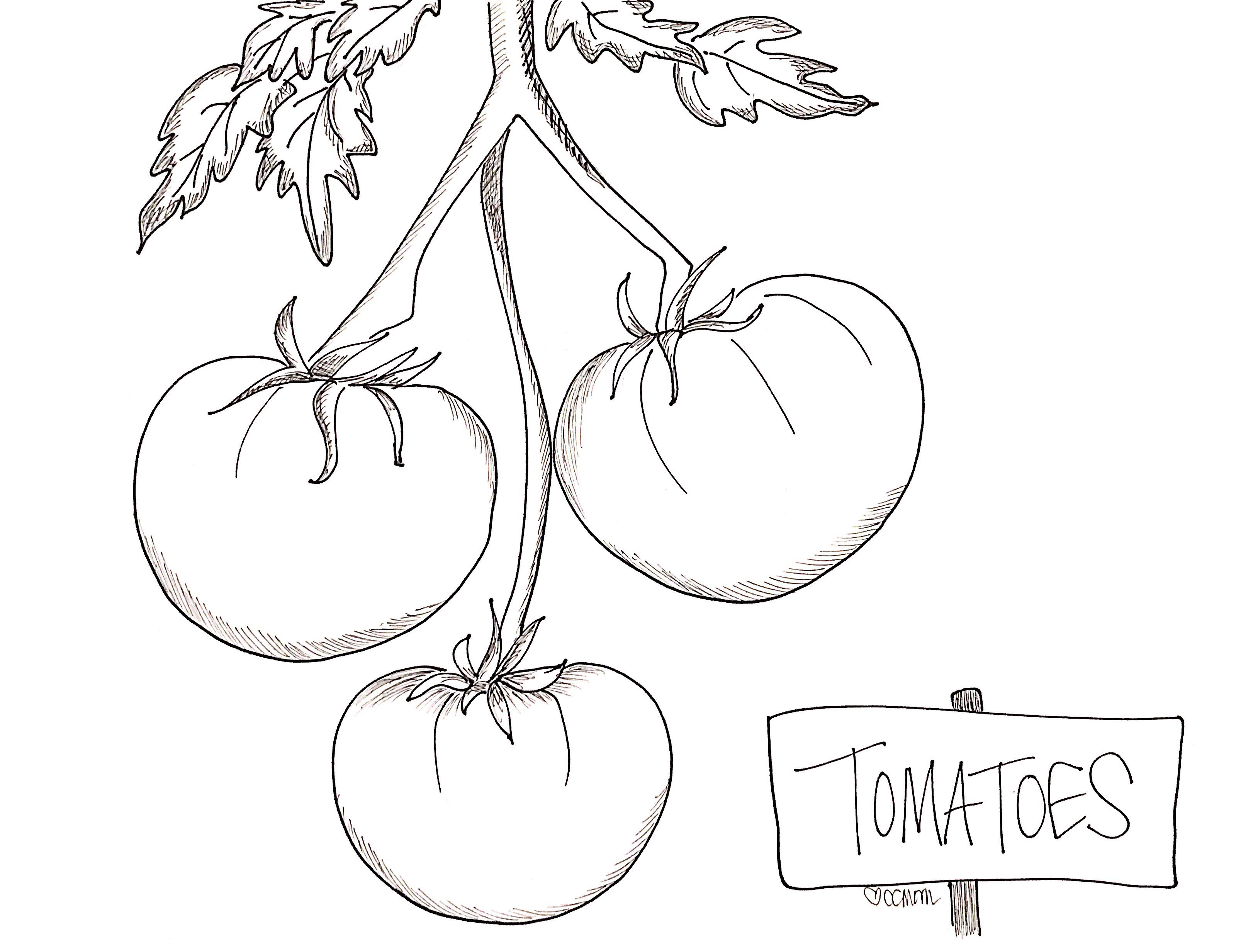 Tomatoes