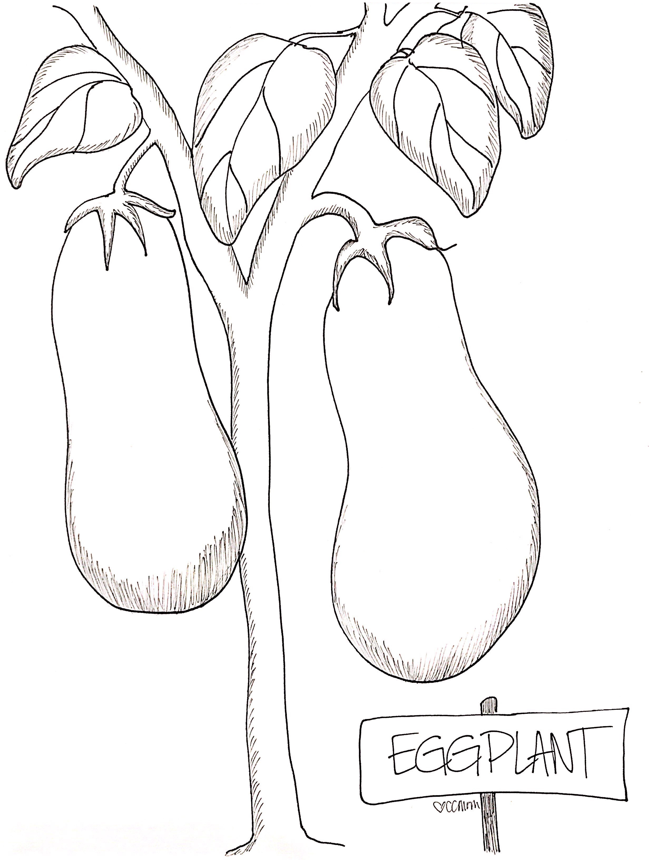 Eggplant