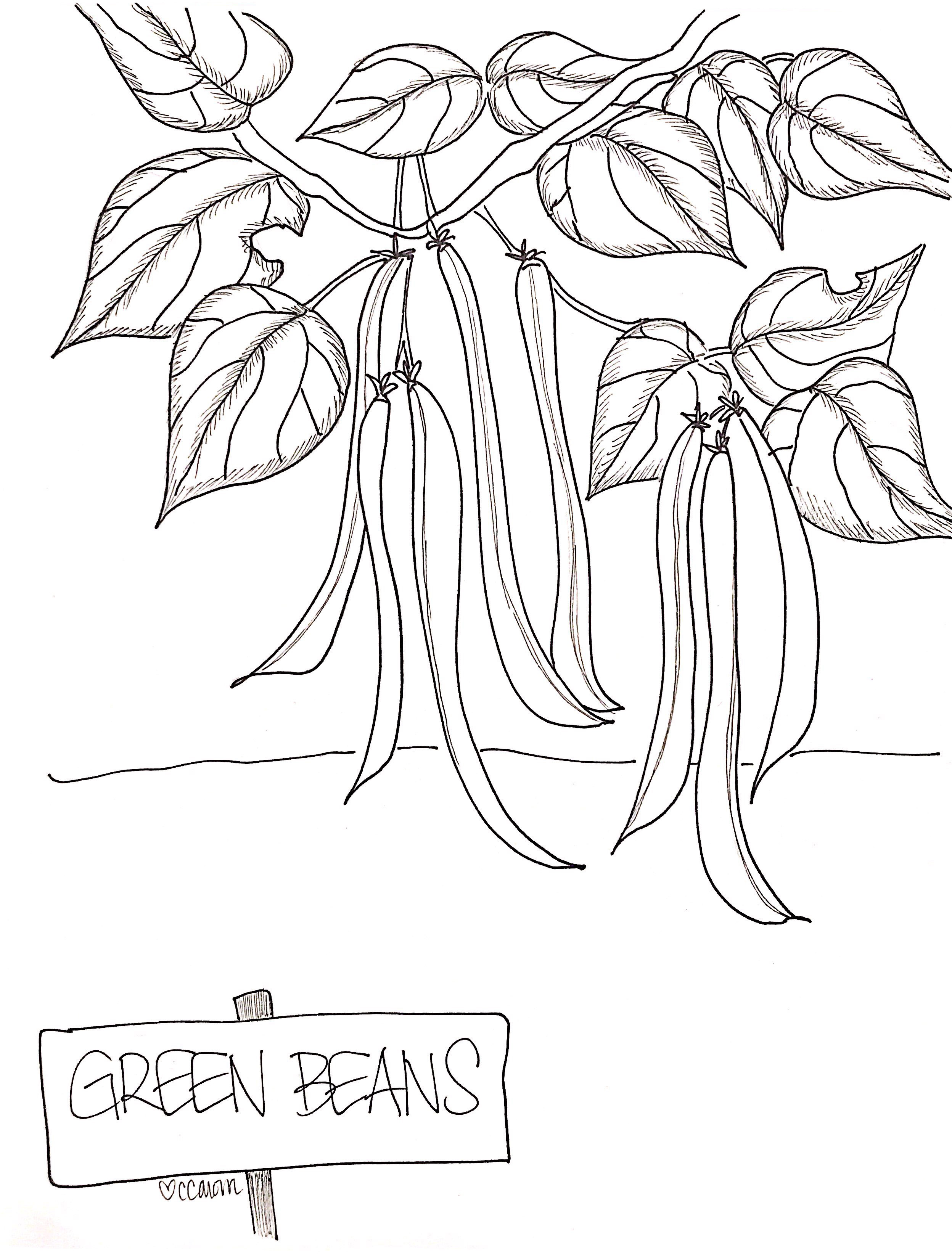 Green Beans