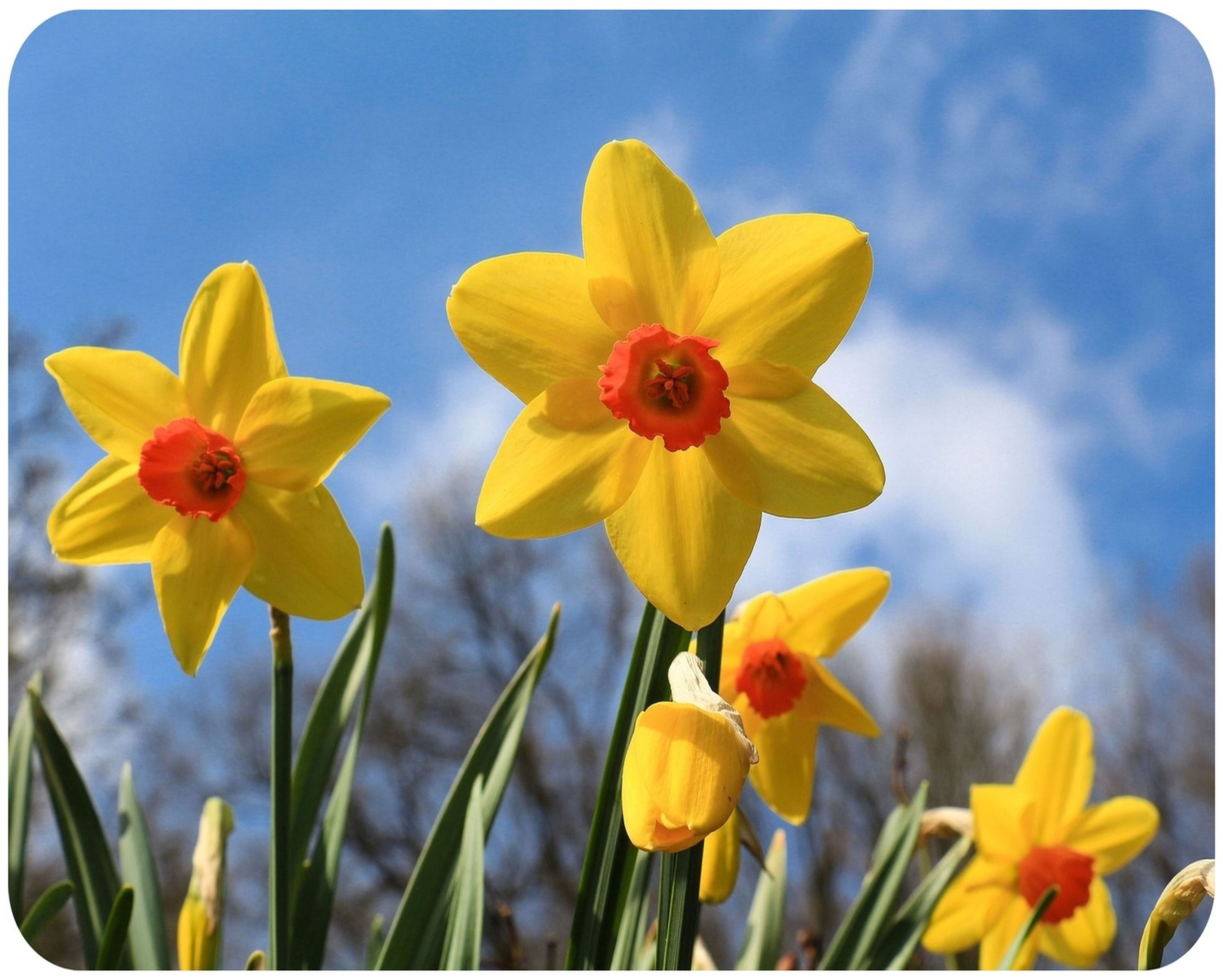 Blue Sky Daffodils Glass Worktop Saver