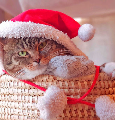 Cat in the Sanat Hat - cat-6819048_1280-