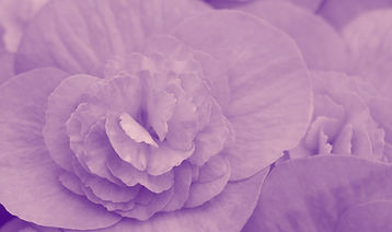 begonia-g497fb45e2_1920_edited_edited.jp