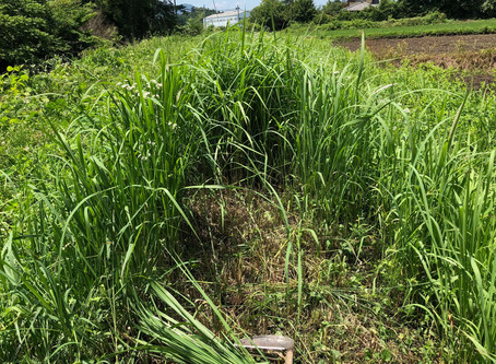 もうすぐ夏越の祓です