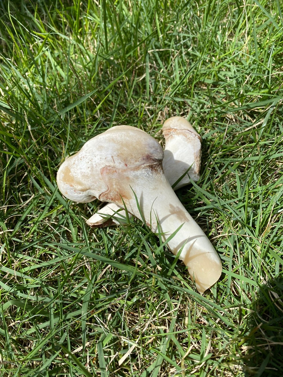 【数量限定】無添加ドライ鹿骨 Dry Deer Bone