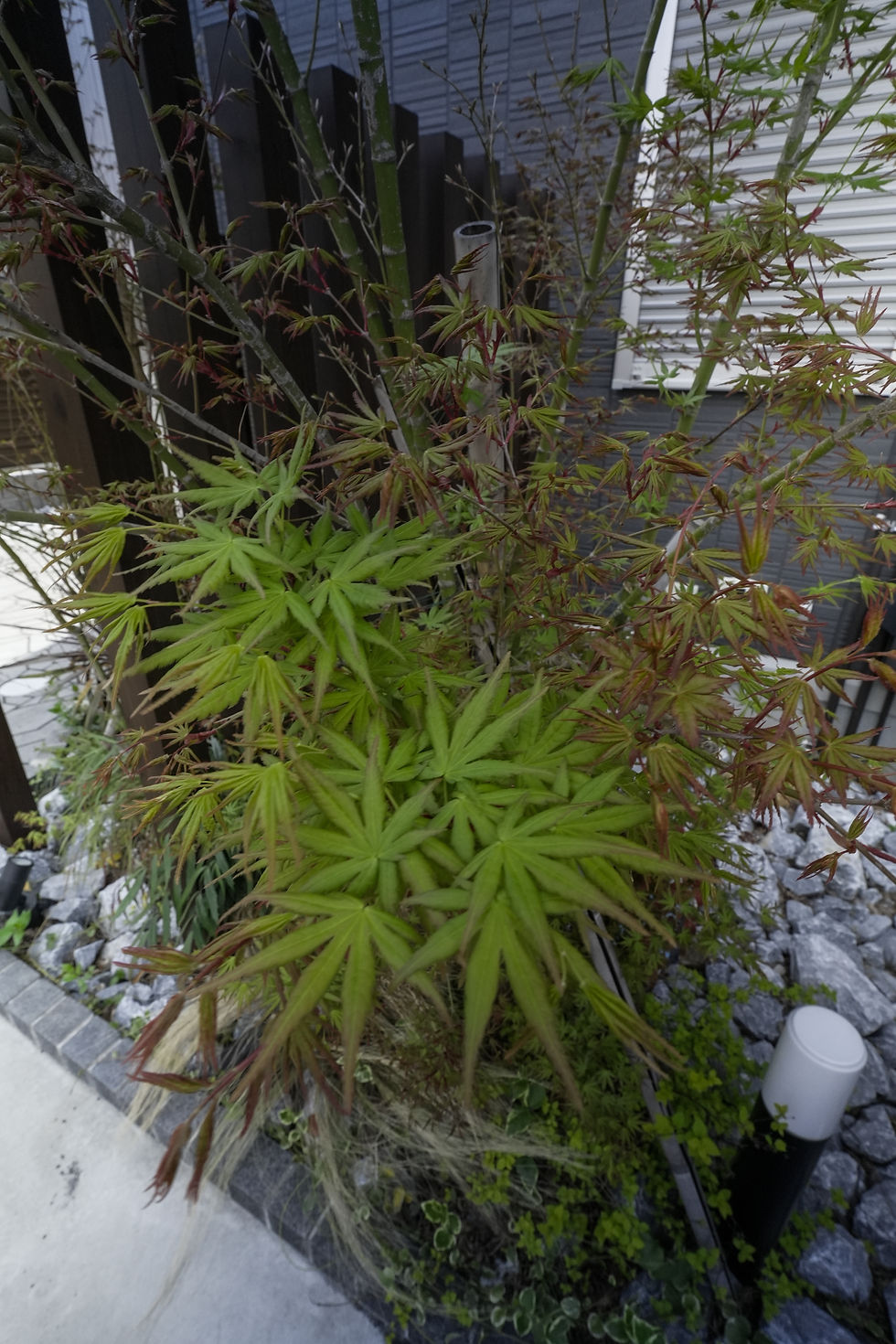 the garden