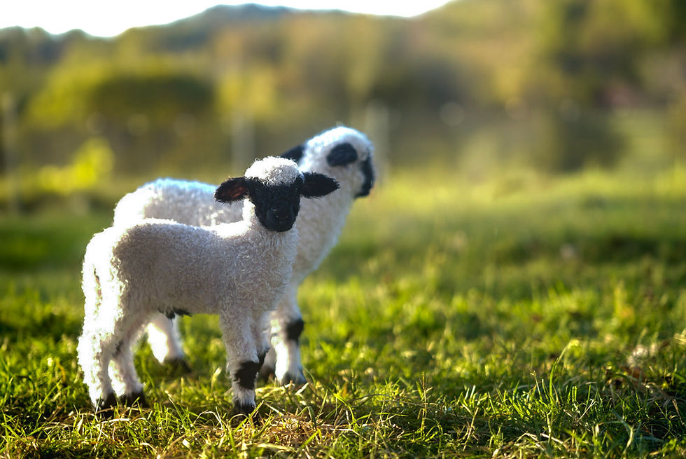 6-DSC00931.jpg
