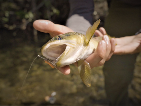 A Beginner's Guide to "Out West" Trout