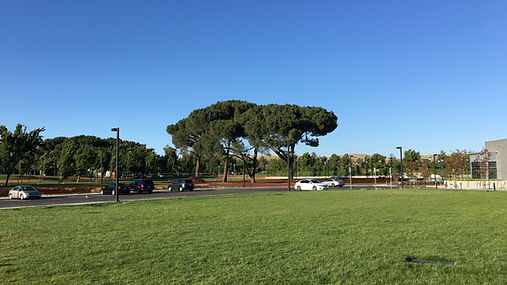 Emerald Glen Park in Dublin with green lawns, umbrella-shaped trees and recreation facilities