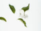 White  Flower_edited.jpg