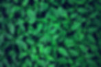 green-leaves-background-H-ByUnsplash.jpg