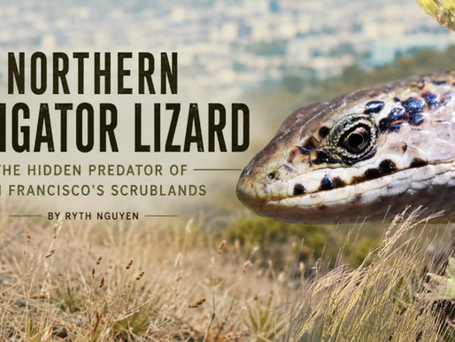 New Film!  The Hidden Predator of San Francisco’s Scrublands