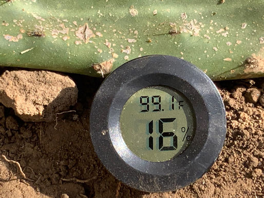 Scorching Temps top actual desert