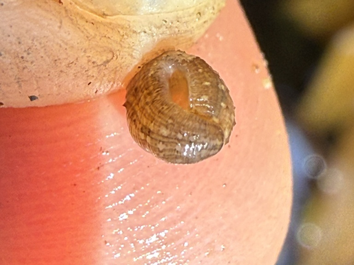 Rediscovering the Missing "Comma" Leech