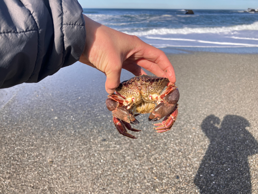 You're Missing It - Red Rock Crabs.
