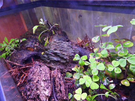 Our
California Native Redwood habitat, home to banana slugs, salamanders and a number of undescribed taxon