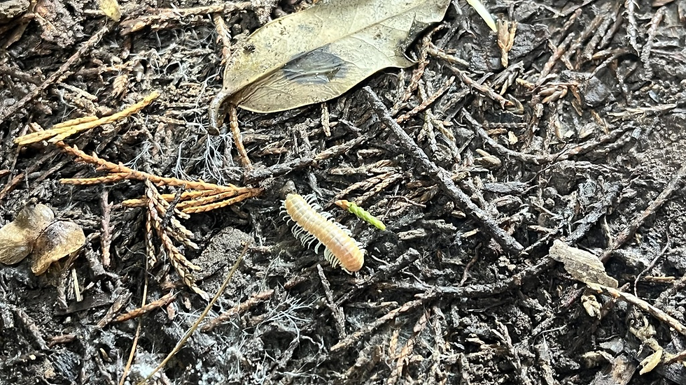 An adult Xystocheir dissecta at CCAG