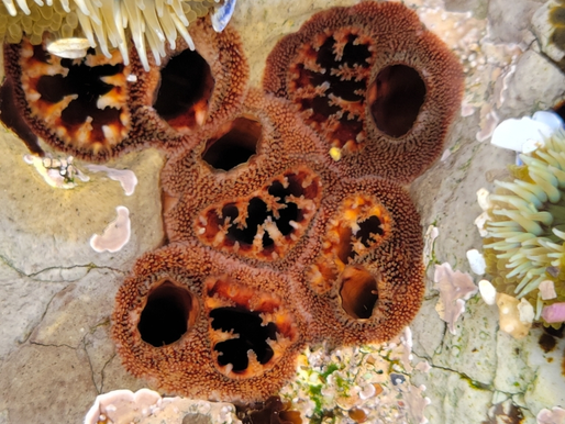 Heard Of A Literal"Boring" Animal?