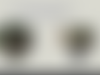 Dragon Fruit UPDATE!