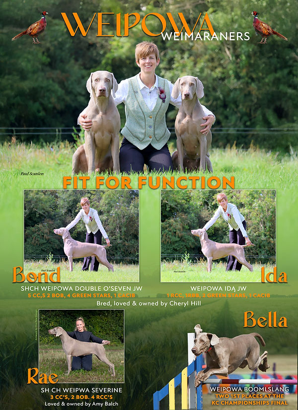 HILL 25 ADVERT Weim Feature.jpeg
