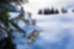 Winter Activities - Dog Sledding.jpeg