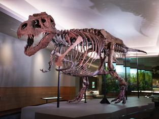 ”シカゴ名物”SUE(スー)のお引っ越しが完了。新たな専用ブースで12月21日から展示開始。