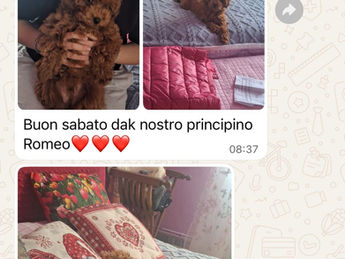 opinioni-consegna-cuccioli-tutta-italia