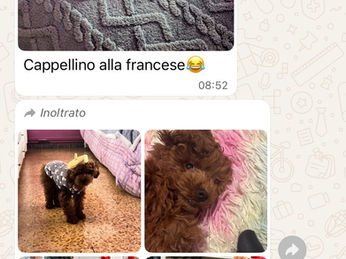 recensione-affidabilita-allevamento-signor-cucciolo