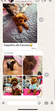 recensione-affidabilita-allevamento-signor-cucciolo