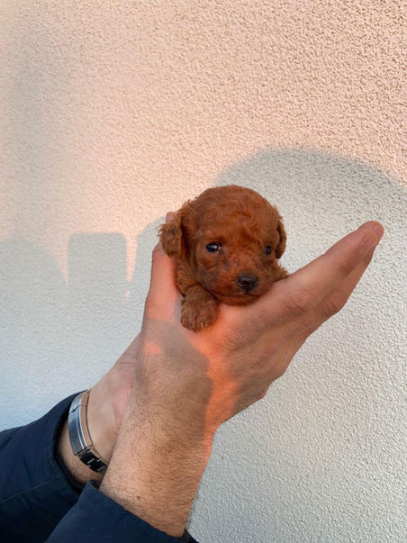 cucciolo-barboncino-baby-toy-verona