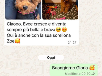 opinioni-consegna-cuccioli-tutta-italia