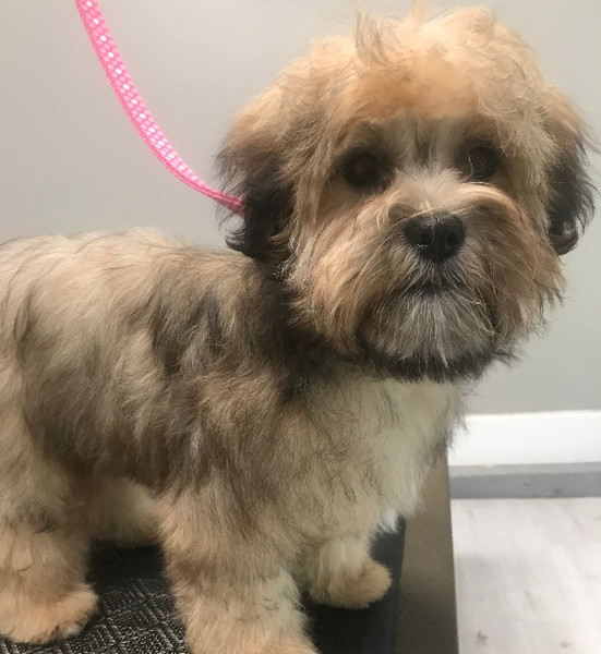 Dog Groomer Dalice's Paw Spa ClarenceRockland