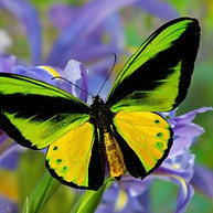 butterfly purple flowers.jpg