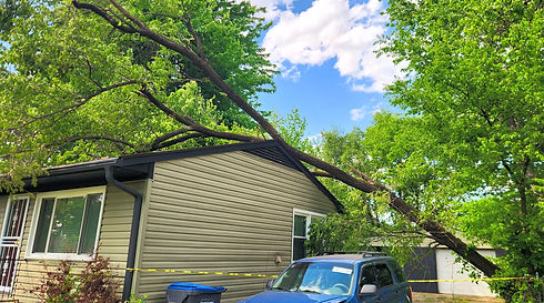 tree laying on house in Louisville, KY - Shults tree Service_edited_edited.jpg