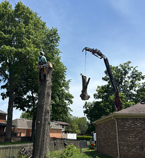 Shults tree service BIK 104 grapplesaw crane "The Tree Reaper" moving a large oak section over a house
