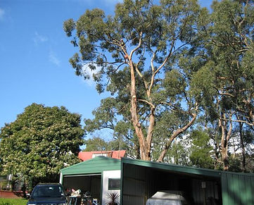 Backyard Tree Removals