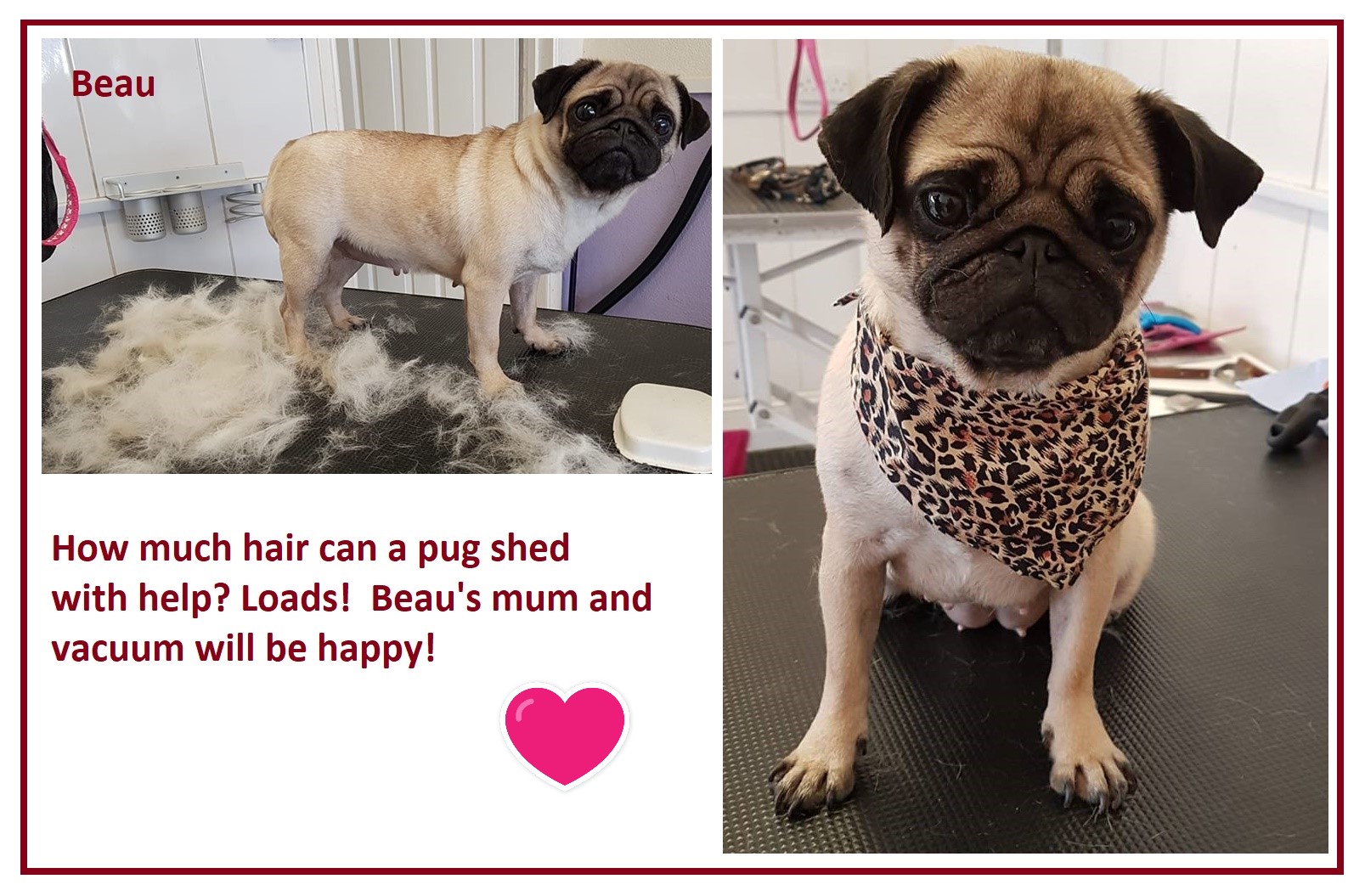 Beau pug June 18
