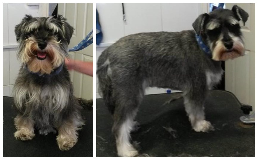 schnauser 3.8.15.png