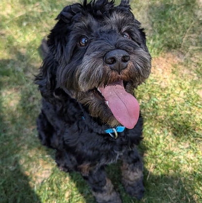 Niko 1 year old_edited_edited.jpg