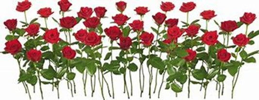 I Never Promised You A Rose Garden