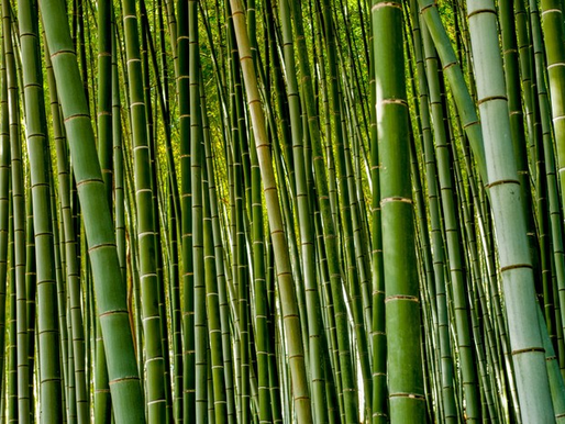 Ada Bambu yang Berbunga 120 Tahun Sekali di Jepang, Disebut sebagai Tanda BencanaBaca artikel deti