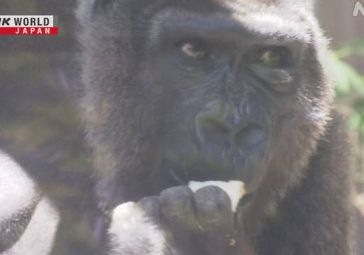 Kebun Binatang di Jepang Peringati Hari Gorila Sedunia