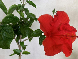 紅一点。