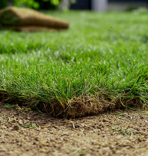 shutterstock_2608883247_789332843193_edi