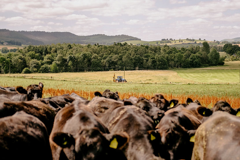 Soil Association Exchange Farming Beef cattle and tractor_edited.jpg