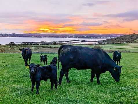 mossyard cow edit41_edited.jpg