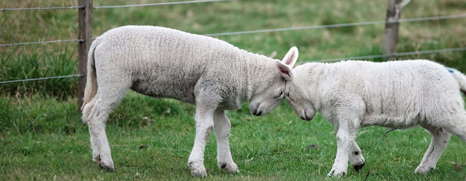 Sheep Farm_edited.jpg