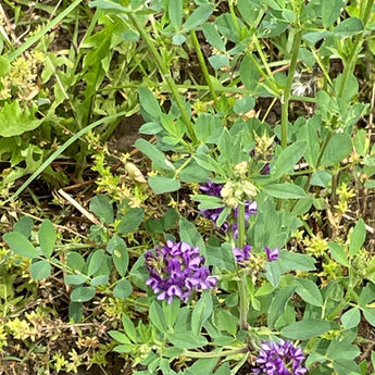 Golden Goose Farm Alfalfa.jpg