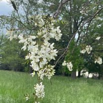Black Locust - Bloom - Runnells 2021 - 2.jpg